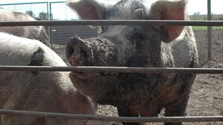 En la nueva edición de Fericerdo, se hablará de ahorro en los procesos productivos y una mayor eficiencia.