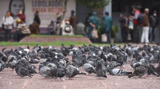 Se dispara la demanda de cerramientos con red para evitar la invasión de palomas