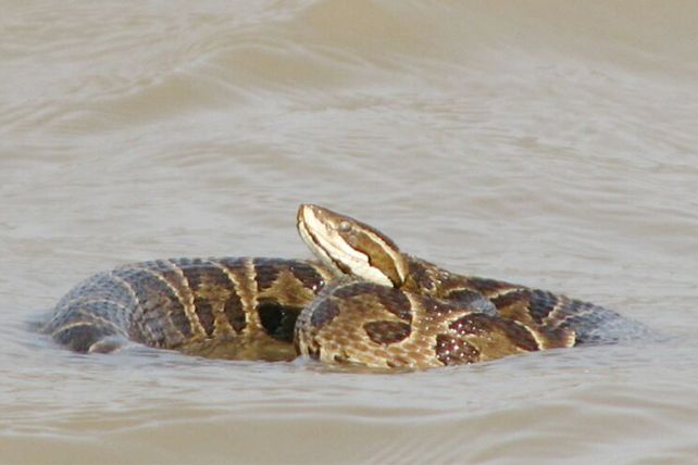 “Hay una característica única que diferencia las yarará de las serpientes no venenosas”