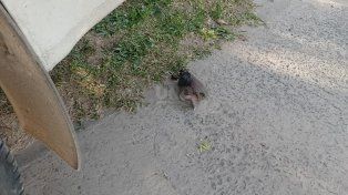 La paloma quiso hacer un nido y dejó sin luz a los vecinos