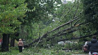 Después del fuerte temporal, el Cepronat pide arborizar la ciudad
