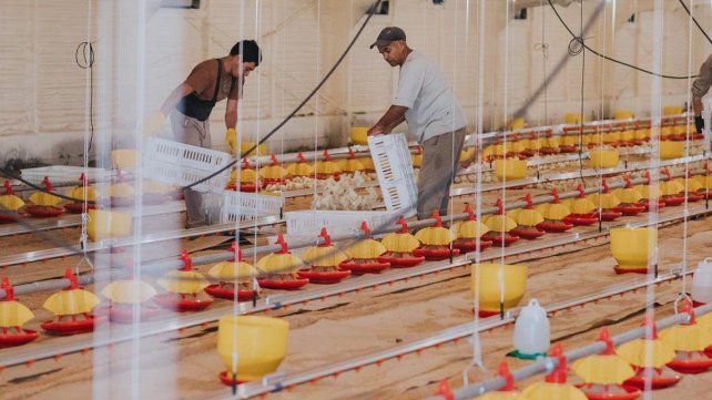 La producción actual de pollos en Entre Ríos es cercana a 2