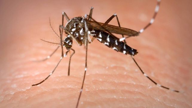 Especialistas aseguran que la salud humana y la animal están cada día más conectadas. OMS: hay más de 200 tipos zoonosis en el mundo. Las más comunes del país&nbsp; 