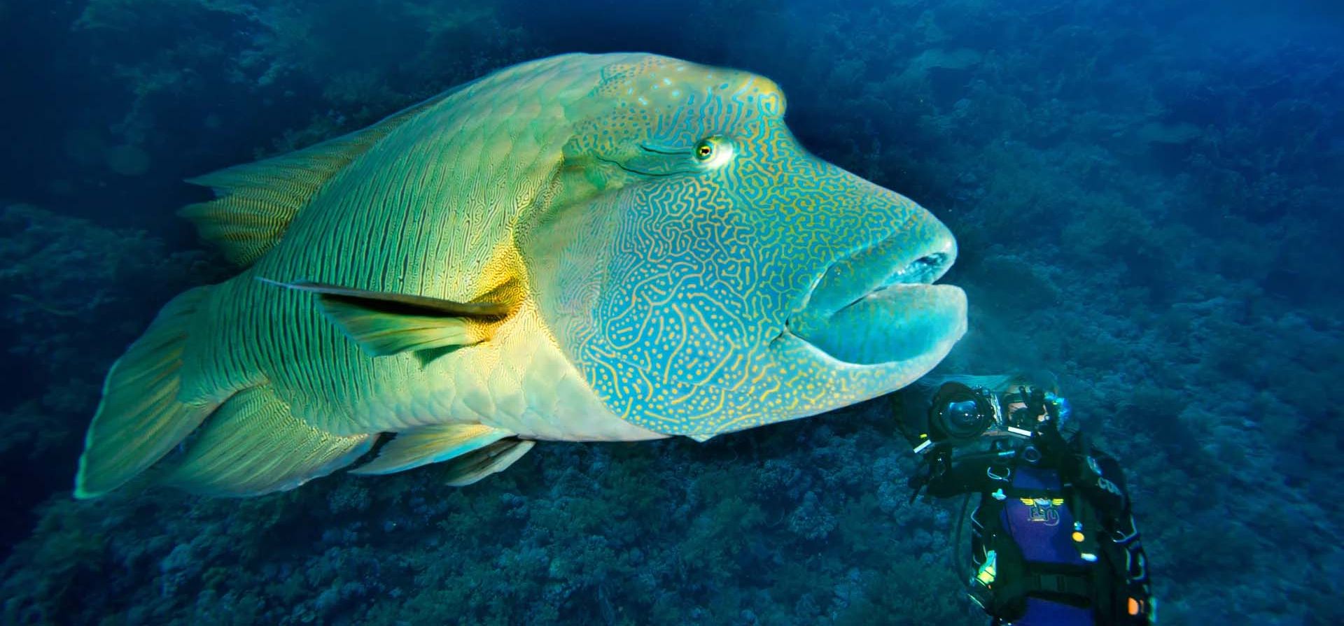 Un mero nada junto a un buzo en el parque nacional marino de Ras Mohammed, Sharm El Sheikh, Egipto. Fotografía: Anadolu/Getty Images Un mero nada junto a un buzo en el parque nacional marino de Ras Mohammed, Sharm El Sheikh, Egipto. Fotografía: Anadolu/Getty Images