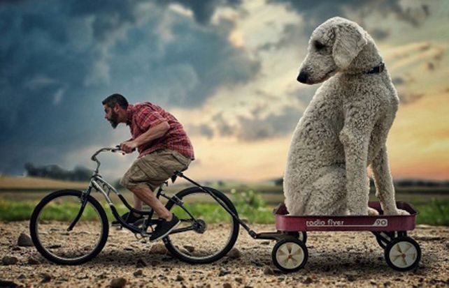 Christopher Cline retrata las aventuras con su perro gigante Juji.