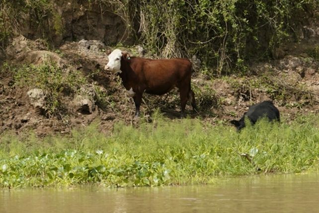 La Fundación Humedales advierte que crecieron los terraplenes en el delta del Paraná