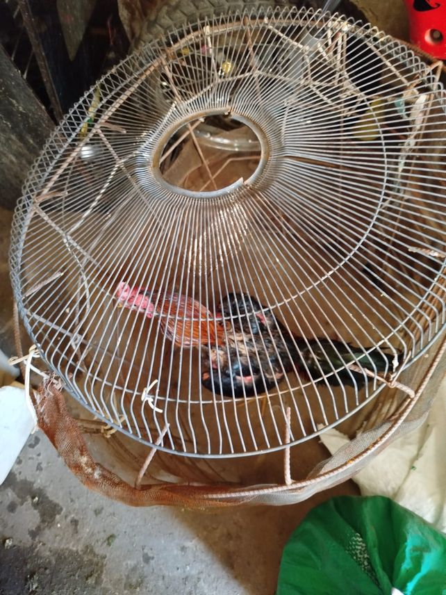 Las tapas de un ventilador viejo usadas para armar una jaula improvisada para uno de los gallos.