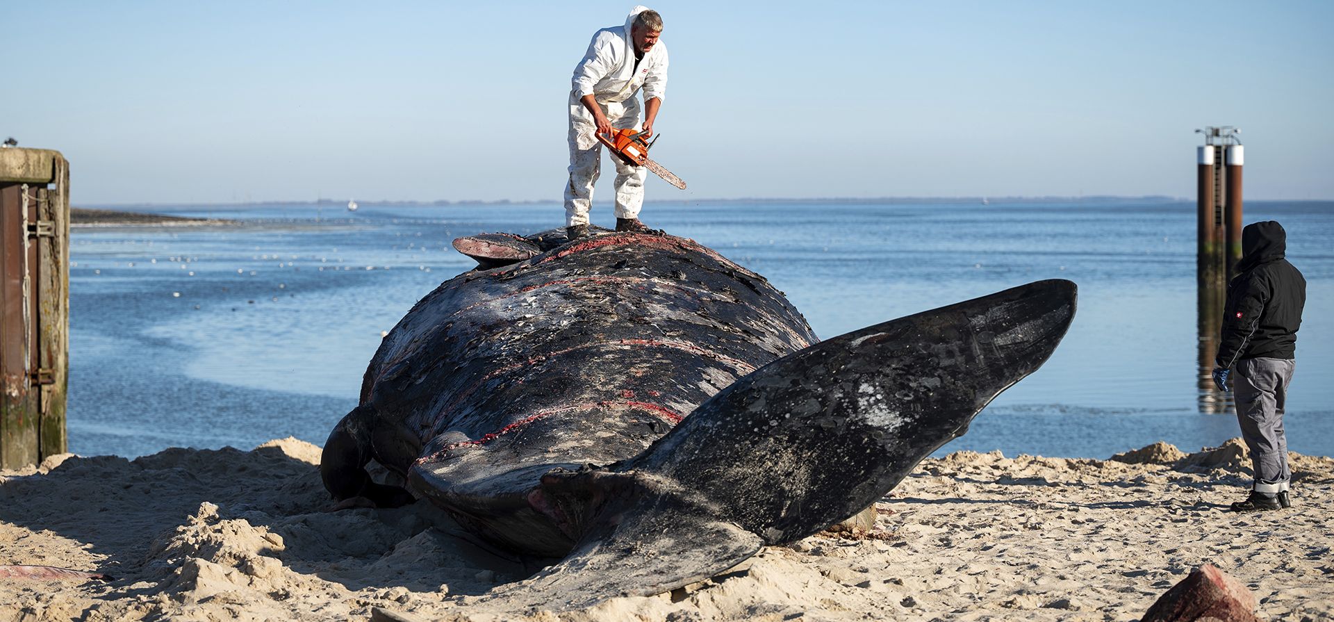 Timo Arp, un carnicero de Jagel, corta con una motosierra el cadáver de un cachalote en la playa de Hoernum, Alemania, el martes 18 de febrero de 2025. (Jonas Walzberg/dpa vía AP) Timo Arp, un carnicero de Jagel, corta con una motosierra el cadáver de un cachalote en la playa de Hoernum, Alemania, el martes 18 de febrero de 2025. (Jonas Walzberg/dpa vía AP)