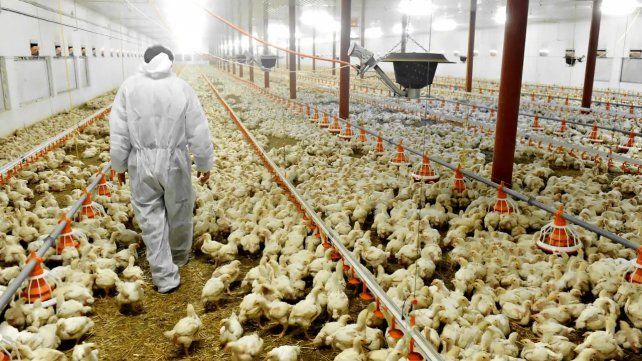 Los casos de gripe aviar se detectaron en dos localidades bonaerenses en menos de una semana.