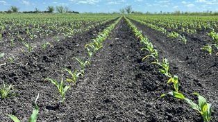 El Niño no llegó a la costa del Paraná y se redujo el área de siembra del maízEl avance es el más bajo de los últimos cinco años, por el déficit hídrico en los departamentos Paraná, Victoria, Diamante y Nogoyá