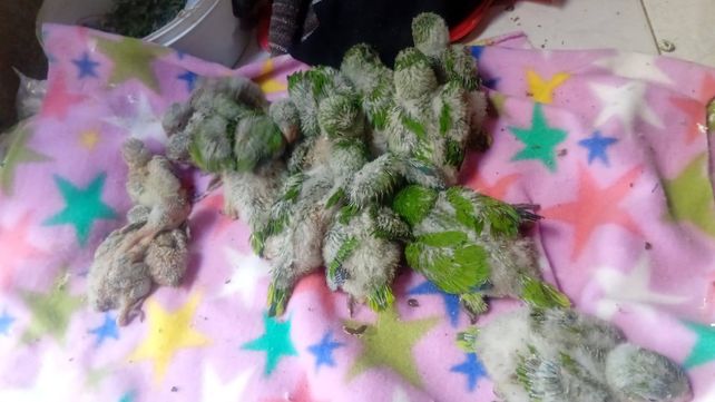 Las pequeñas cotorras eran trasladadas en cajas y mochilas.