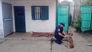 Los animales estaban al abandono en una vivienda ubicada en calle La Paz.