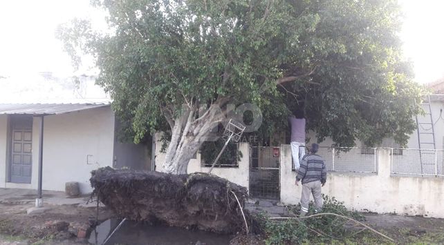 Cayeron árboles y postes por la tormenta