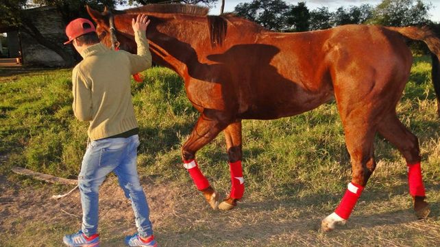 Rescataron en Vera un caballo de carrera robado en Entre Ríos
