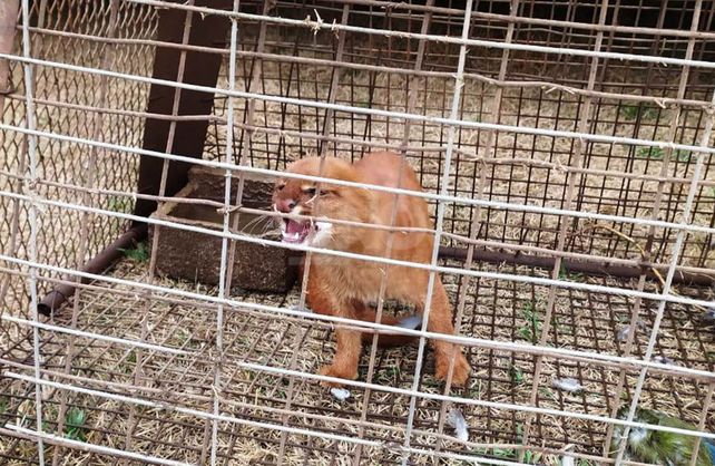 Un gato colorado salvaje Un gato colorado salvaje