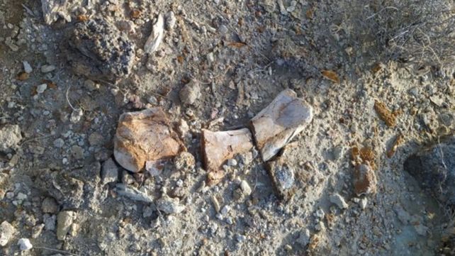 Paleontólogos del CONICET participan de la primera campaña transmitida en vivo para buscar dinosaurios en la estepa patagónica