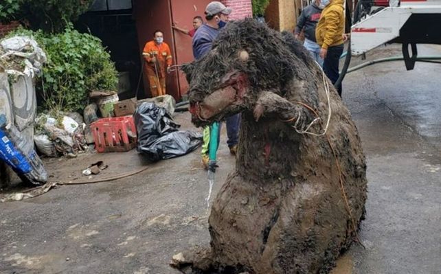 La rata hallada en un desagüe cloacal de México.&nbsp;