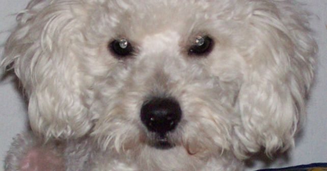 Perro voraz paraliza juzgado federal argentino al comerse hoja de expediente