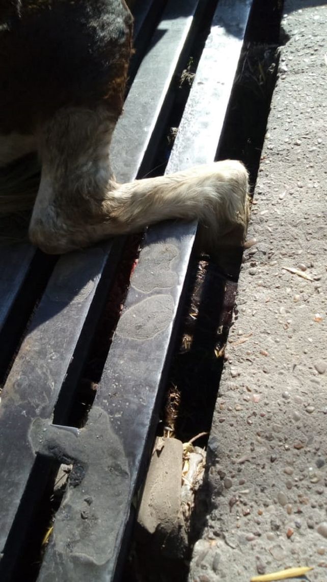 Un caballo muy flaco quedó atrapado en una boca de tormenta