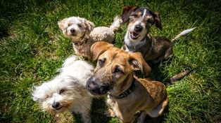 Las guarderías caninas cobran entre $250 a $330 por día