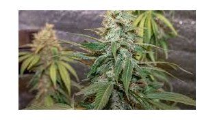 Tres detenidos por plantar marihuana en una vivienda de la zona sur