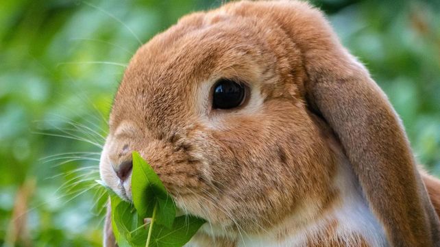 El horóscopo chino clasifica a las personas en función de su año de nacimiento. Este domingo inicia el año Nuevo Chino. Qué animal lo representa y qué significa