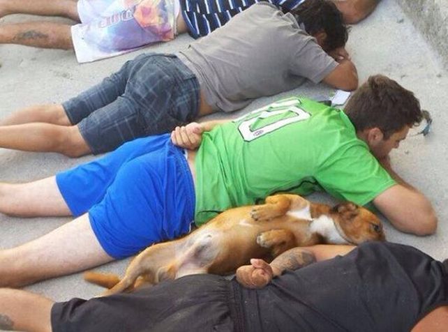 El perro de los delincuentes detenidos se acostó junto a ellos cuando fueron esposados por la policía.