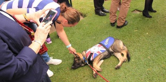 Un perro policía perdió su trabajo por ser demasiado tierno, aunque ya consiguió otro