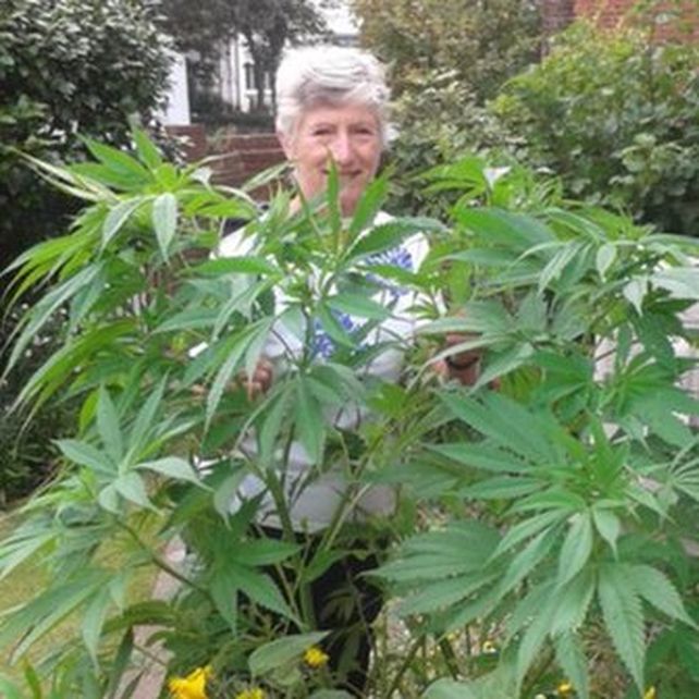 Patricia Hewits y la planta de cannabis que germinó en su jardín. (Foto: El País)