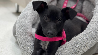 “Chula” fue adoptada por el Sanatorio de Niños y se convirtió en parte del equipo terapéutico que busca aliviar la internación de pacientes pediátricos.