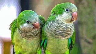 Las autoridades sanitarias indicaron que es necesario extremar las medidas de prevención frente a esta enfermedad infecciosa que es causada por una bacteria que suele ser transmitida a los humanos por aves como loros, pavos y palomas.