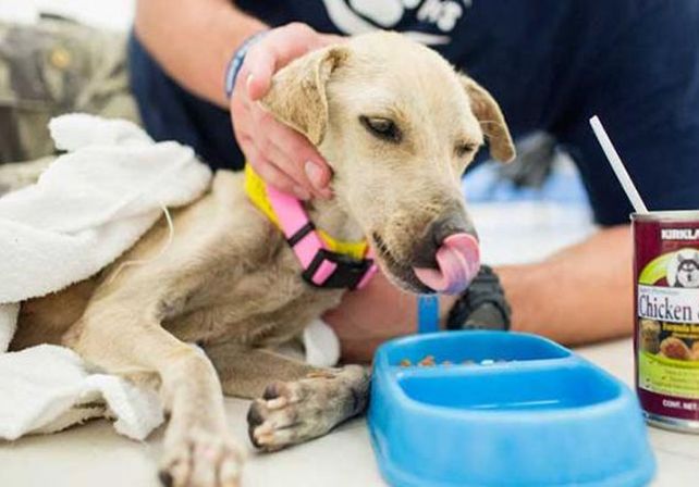 Una fotógrafa salvó a un perro a días de morir