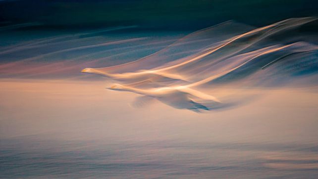 Imágenes ganadoras del concurso Bird Photographer of the Year 2020