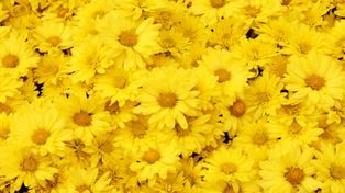 ¿Por qué se regalan flores amarillas cuando llega el 21 de marzo?