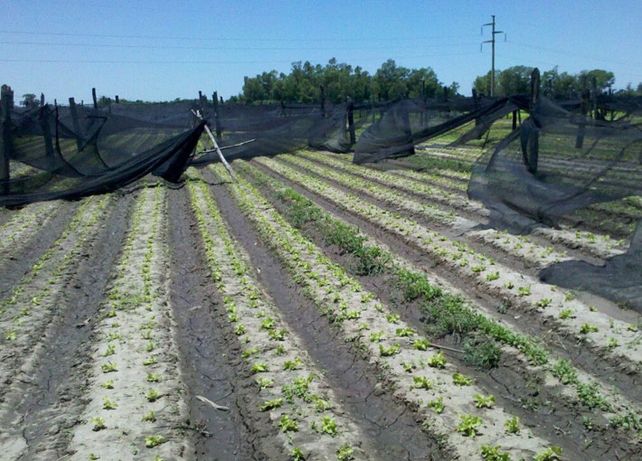 Destrozos. Las consecuencias del fuerte viento y de la lluvia del sábado por la mañana se sintieron en el cinturón verde del norte de la ciudad. Se dañó parte de la producción y de las estructuras de las quintas.