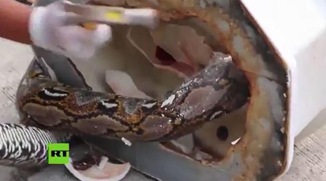 Que sorpresa!... lo mordió una pitón cuando estaba en el inodoro