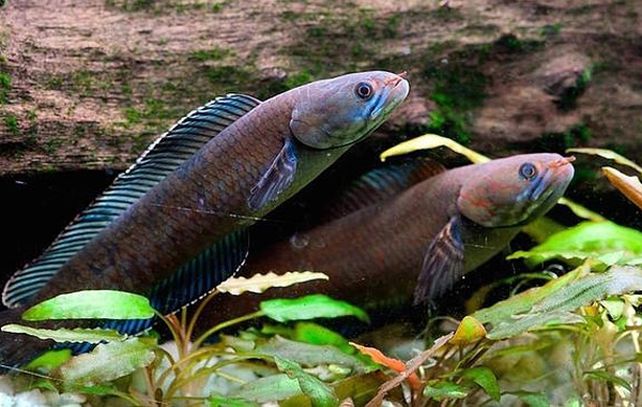 Un grupo de científicos descubrió más de 200 especies en el Himalaya oriental