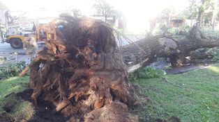 Un árbol cayó en la Costanera tras la tormenta