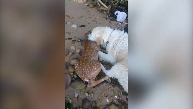 Perro salva a ciervo bebé que se estaba ahogando en Nueva York
