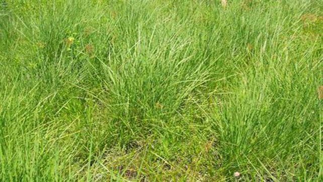 Ambiente. El avance agrícola desplazó a los pastizales