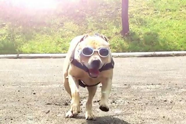 Un perro que entrena para ser un superhéroe urbano