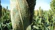El pulgón amarillo es una de las plagas más dañinas para el sorgo.