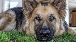 Día Nacional del Perro: merecido homenaje al mejor amigo de todos
