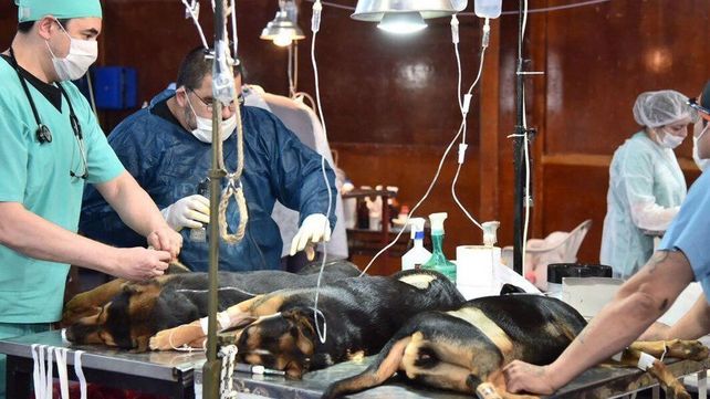 ONG de Concordia busca crear el primer hospital público para mascotas