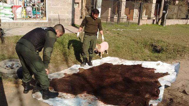Realizaron procedimientos contra la caza furtiva y robo de animales