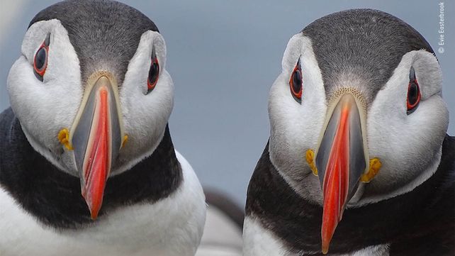 Las imágenes finalistas del Wildlife Photographer of the Year