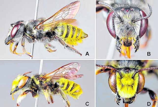 Ciencia. Investigador de Fauba descubrieron especies del subgénero Chrysosarus de Megachile.