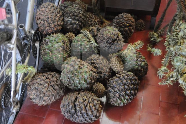 Reclamo y riesgo en la vía pública por un árbol