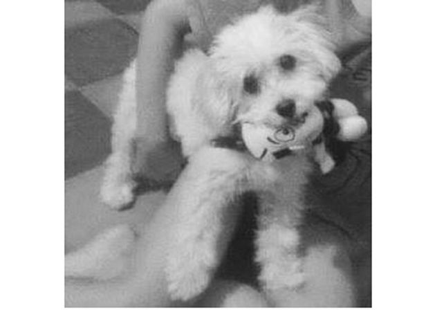 Se extravió Almendra