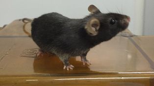 Científicos chinos lograron generar esperma de ratón en un laboratorio